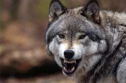  За останні 25 років у Криму поголів'я вовків зросло в десятки разів 