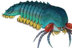 Mollisonia plenovenatrix