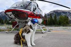 У этого кота выходные лучше, чем у вас: фото пушистого путешественника