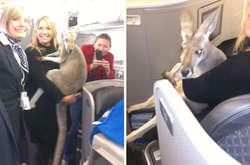 Свинья, пони и павлин: экзотические животные на борту самолета