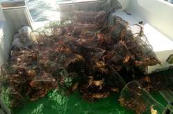 На Херсонщині прикордонники звільнили з пасток браконьєрів понад 300 крабів (відео)