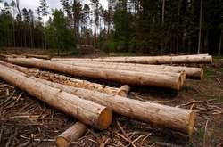 Україна планує скасувати мораторій на експорт лісу - торговельний представник