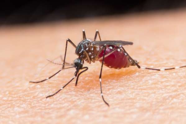 У Запоріжжі зафіксували два випадки малярії