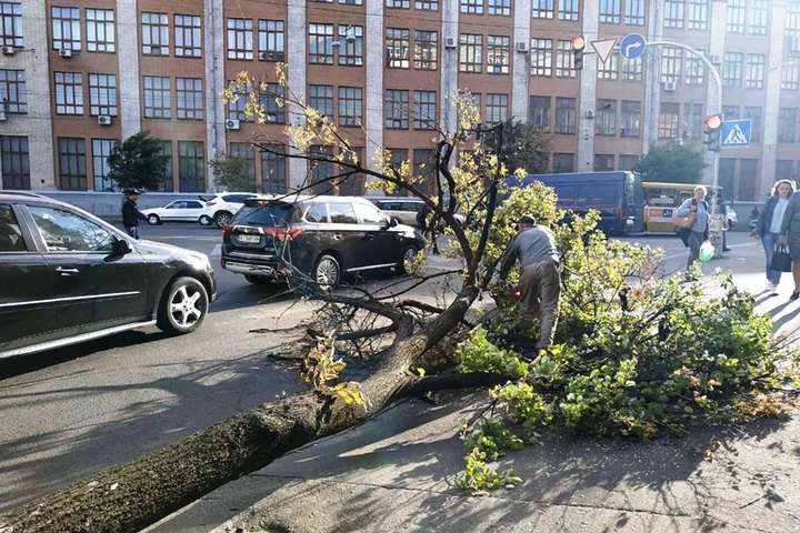 У Києві сильний вітер зламав десятки дерев (фото)