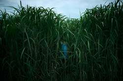 Вышел трейлер хоррора «В высокой траве» по рассказу Стивена Кинга