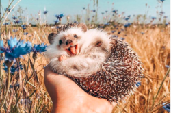 Улыбающийся еж покорил сердца пользователей Instagram