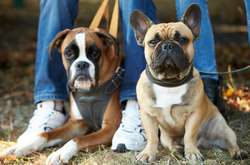 Большие и маленькие, лохматые и не очень: выставка собак в Ивано-Франковске