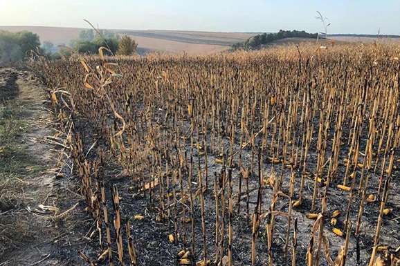 На Полтавщині вигоріло поле з кукурудзою 