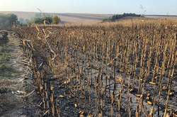 Пожежа не знищила ще 20 га кукурудзи