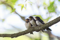 3 млрд американських птахів зникли за 50 років