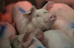 Малообеспеченные семьи в Китае получили субсидии на покупку свинины