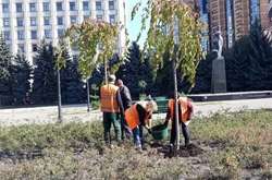 У центрі Києва висаджують сакури (фото)