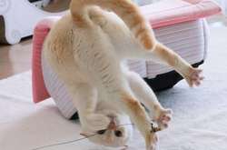 «Танцующая» кошка из Японии – звезда сети: яркие фото