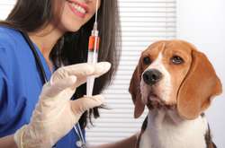 У Вінниці домашніх котів і собак безплатно вакцинуватимуть від сказу