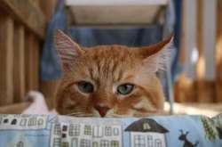 В Одесі пройшов «котячий день» Home me Fest