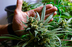 На Рівненщині викладач правознавства продавав марихуану