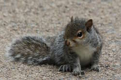 Підбігла і потягнула за ногу: білка «попросила» жінку врятувати її поранене дитинча