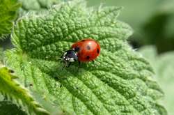 Пять необычных способов повысить гемоглобин без лекарств