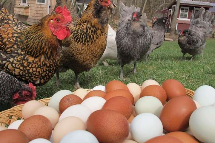 ЄС вводить стандарти утримання курей для імпорту яєць