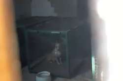 В Одесі собак, яких відловлюють, тримають за гратами та без води