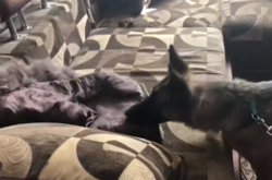 На Одещині правоохоронці викрили етнічну групу наркоторговців