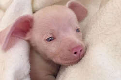 Щенок Поросенок вдохновляет детей преодолевать их проблемы (фото)