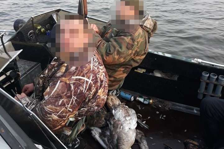 Браконьєри застрелили лебедя на Канівському водосховищі (фото)