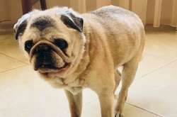 В Украине умерла самая старая собака