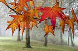 Дощі і заморозки: прогноз погоди в Україні на 8 жовтня