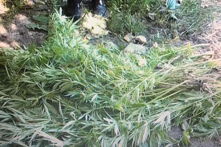 10 тисяч рослин маку та конопель вилучила поліція у мешканців Вінницької області