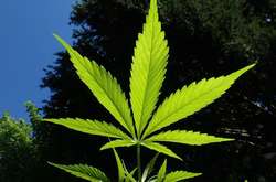 У «Слузі народу» планують внести до Ради законопроєкт про легалізацію марихуани