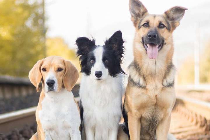 Вчені підрахували, наскільки собаки продовжують життя своїх господарів