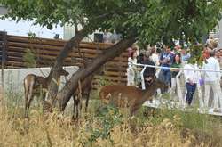 Черкаський зоопарк перейменували у «Рошен»