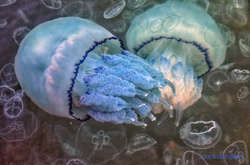 Акваторію Одеського морського порту «окупували» отруйні медузи