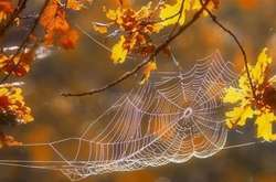 У Київ іде бабине літо