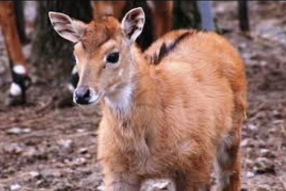 В Одеському зоопарку новонародженим вихованцям дадуть імена