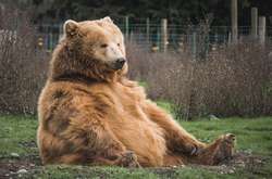 «Королева тучности»: на Аляске выбрали самую толстую медведицу