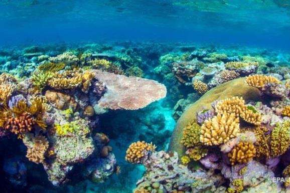 У Середземному морі біологи виявили воскреслі колонії коралів