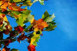 В Україні буде сухо і тепло: прогноз погоди на 12 жовтня