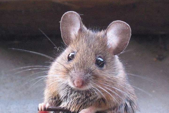 Японським вченим вдалося оживити мертвий мозок миші