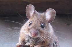 Японським вченим вдалося оживити мертвий мозок миші