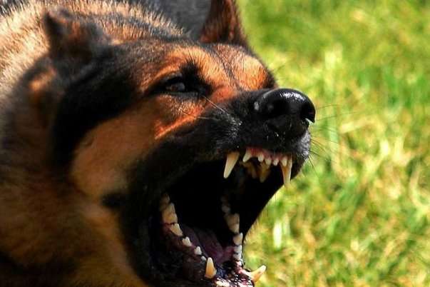 У Полтаві патрульні врятували жінку, на яку напала зграя собак