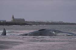  Кашалот загинув у п’ятницю ввечері 
