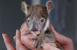 Крошечная коала Джои: фото маленькой коалы с гипсом на лапке