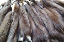 Штат Каліфорнія став першим у США, де заборонили продаж виробів із хутра тварин