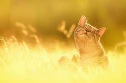 Синоптик рассказала, как долго в Украине продержится тепло