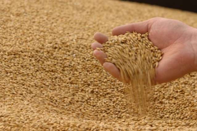 Україні прогнозують новий рекорд врожаю зернових