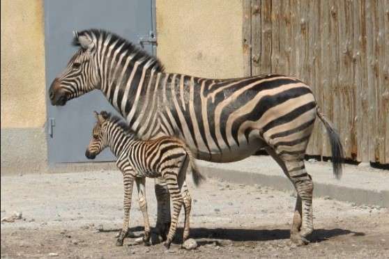 Маленьким вихованцям Одеського зоопарку дали імена