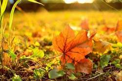 До +25 та без опадів: прогноз погоди в Україні на 16 жовтня