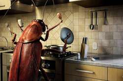 Тараканы оккупировали многоквартирный дом под Москвой